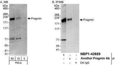 Western Blot: PRAGMIN Antibody [NBP1-42689]