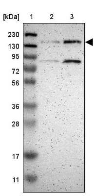 Western Blot: PRAGMIN Antibody [NBP1-87473]