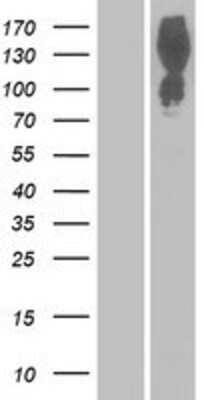 Western Blot: PRAGMIN Overexpression Lysate [NBP2-11445]