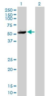 Western Blot: PRAK Antibody (2D5) [H00008550-M01]