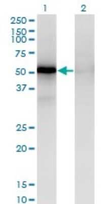 Western Blot: PRAK Antibody (3D7) [H00008550-M02]