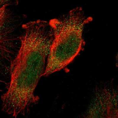 Immunocytochemistry/ Immunofluorescence: PRAK Antibody [NBP1-87231]