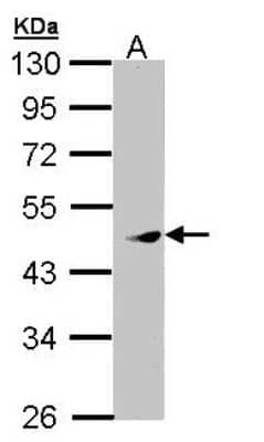 Western Blot: PRAK Antibody [NBP1-33093]