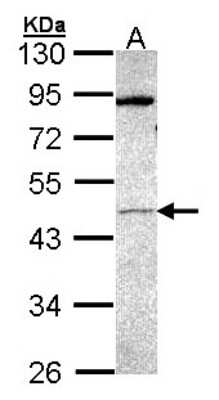 Western Blot: PRAK Antibody [NBP1-33769]