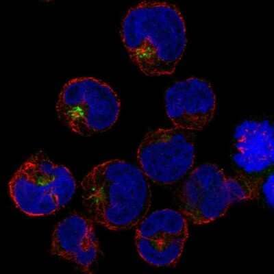 Immunocytochemistry/ Immunofluorescence: PRAM1 Antibody [NBP2-55280]