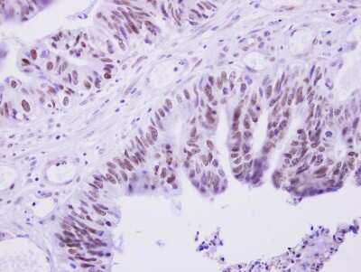 Immunohistochemistry-Paraffin: PRAM1 Antibody [NBP1-31075]