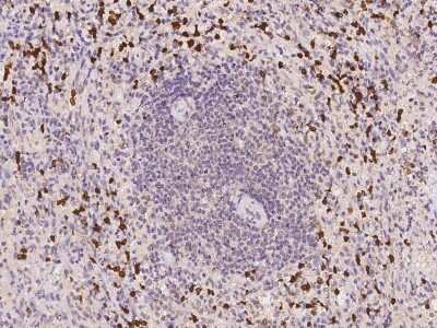 Immunohistochemistry-Paraffin: PRAM1 Antibody [NBP2-98045]