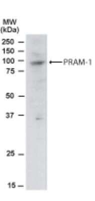 Western Blot: PRAM1 Antibody [NB100-821]