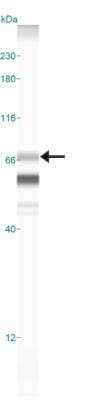 Simple Western: PRAME Antibody [NBP2-23670]