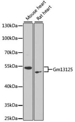 Western Blot: PRAMEF20 AntibodyBSA Free [NBP3-05596]