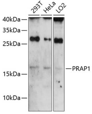 Western Blot: PRAP1 AntibodyAzide and BSA Free [NBP2-94815]