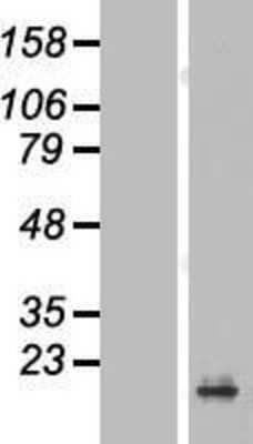 Western Blot: PRAP1 Overexpression Lysate [NBL1-14728]