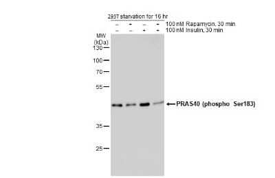 Western Blot: PRAS40 [p Ser183] Antibody [NBP3-13077]