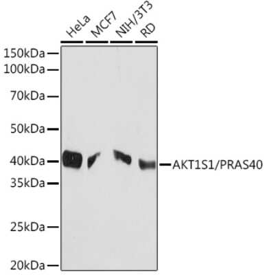 Western Blot: PRAS40 Antibody (2Y8Y3) [NBP3-16179]