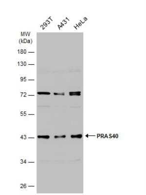 Western Blot: PRAS40 Antibody [NBP2-19924]