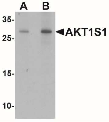 Western Blot: PRAS40 AntibodyBSA Free [NBP2-41221]