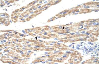 Immunohistochemistry: PRAT4A/TNRC5 Antibody [NBP2-88087]