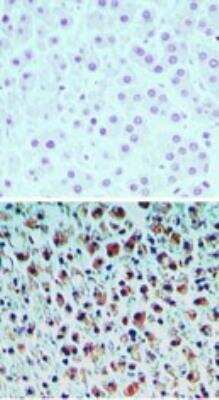 Immunohistochemistry-Paraffin: PRAT4A/TNRC5 Antibody [NBP2-23847]