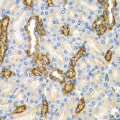 Immunohistochemistry-Paraffin: PRAT4A/TNRC5 Antibody - BSA Free [NBP2-93610]