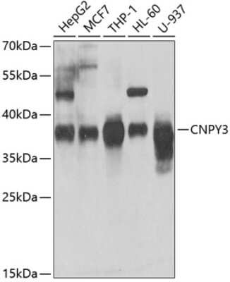 Western Blot: PRAT4A/TNRC5 AntibodyBSA Free [NBP2-93610]