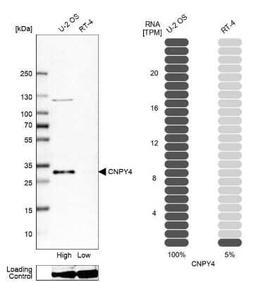 Western Blot: PRAT4B/CNPY4 Antibody [NBP1-81085]