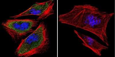 Immunocytochemistry/ Immunofluorescence: PRC1 Antibody (16F2) [NB100-74508]