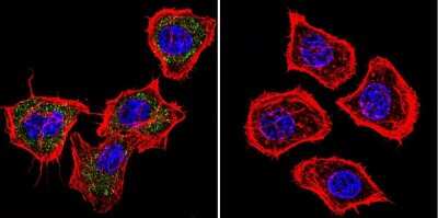 Immunocytochemistry/ Immunofluorescence: PRC1 Antibody (16F2) [NB100-74508]