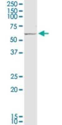 Western Blot: PRC1 Antibody (3B10-1F9) [H00009055-M03]