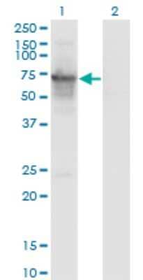 Western Blot: PRC1 Antibody (3E3-1G1) [H00009055-M01]