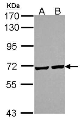 Western Blot: PRC1 Antibody [NBP2-19925]