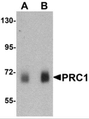 Western Blot: PRC1 AntibodyBSA Free [NBP2-81882]