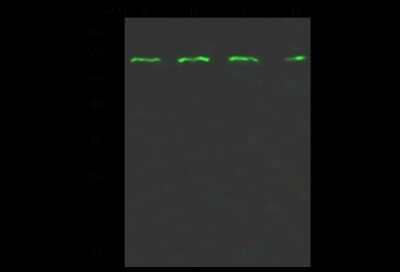 Western Blot: PRC1 Antibody [NBP2-99017]