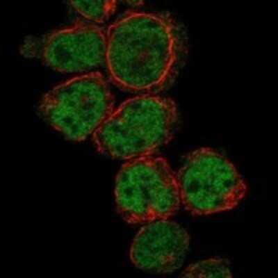 Immunocytochemistry/ Immunofluorescence: PRDM10 Antibody [NBP3-17297]