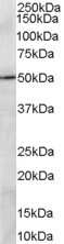 Western Blot: PRDM11 Antibody [NB100-1525]