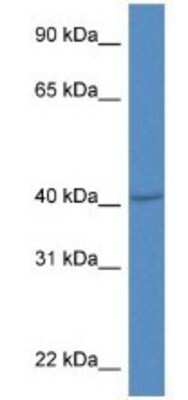 Western Blot: PRDM12 Antibody [NBP1-79697]