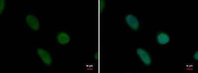 Immunocytochemistry/ Immunofluorescence: PRDM14 Antibody (1359) [NBP2-43593]