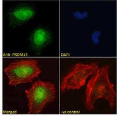 Immunocytochemistry/ Immunofluorescence: PRDM14 Antibody [NBP1-72055]