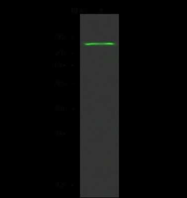 Western Blot: PRDM14 Antibody [NBP2-98845]