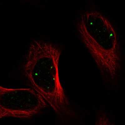 Immunocytochemistry/ Immunofluorescence: PRDM15 Antibody [NBP2-58475]