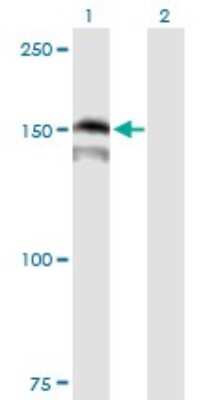 Western Blot: PRDM15 Antibody [H00063977-B01P]