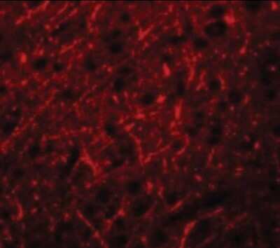 Immunocytochemistry/ Immunofluorescence: PRDM16/MEL1 Antibody - BSA Free [NBP1-71992]