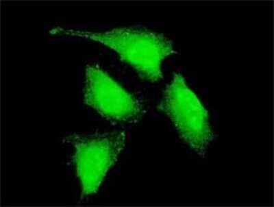 Immunocytochemistry/ Immunofluorescence: PRDM4 Antibody (2C11) [H00011108-M02]