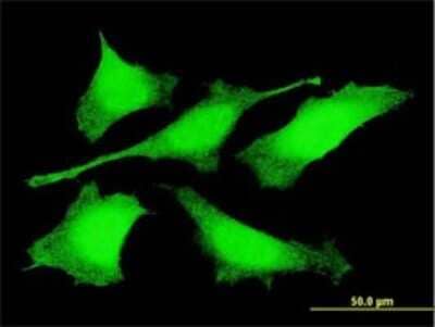 Immunocytochemistry/ Immunofluorescence: PRDM4 Antibody (3C4) [H00011108-M01]