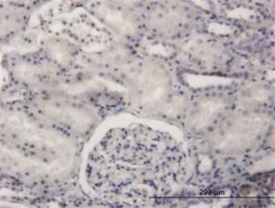 Immunohistochemistry-Paraffin: PRDM4 Antibody (3E3) [H00011108-M04]