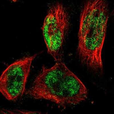 Immunocytochemistry/ Immunofluorescence: PRDM4 Antibody [NBP1-80921]