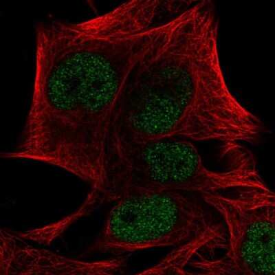 Immunocytochemistry/ Immunofluorescence: PRDM4 Antibody [NBP2-55794]