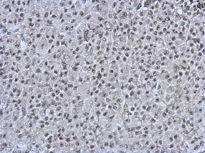 Immunohistochemistry-Paraffin: PRDM4 Antibody [NBP2-19926]