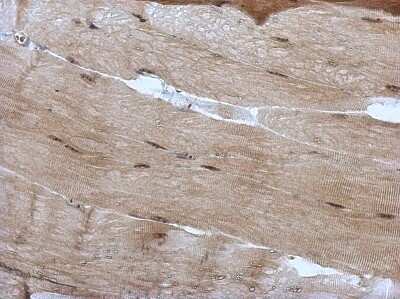 Immunohistochemistry-Paraffin: PRDM4 Antibody [NBP2-19926]