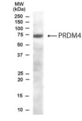 Western Blot: PRDM4 Antibody [NB100-1469]