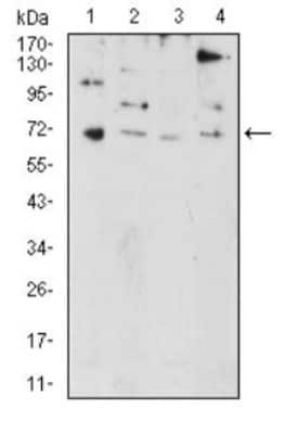 Western Blot: PRDM5 Antibody (7D4C12)BSA Free [NBP2-52540]